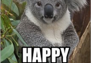 Koala Birthday Meme Happy Birthday Koala