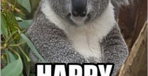 Koala Birthday Meme Happy Birthday Koala
