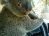 Koala Birthday Meme Happy Birthday Marius Koalas Should Never Drive Whilst