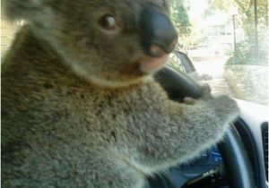 Koala Birthday Meme Happy Birthday Marius Koalas Should Never Drive Whilst