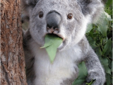 Koala Birthday Meme Ialmostforgotto Wish Destinya Happy Birthday Com