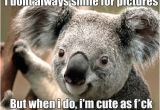 Koala Birthday Meme Kawaii Putin Koala Memes Best Collection Of Funny Kawaii