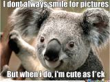 Koala Birthday Meme Kawaii Putin Koala Memes Best Collection Of Funny Kawaii