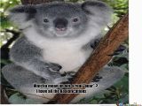 Koala Birthday Meme Koala Bear by Shadowfax771 Meme Center