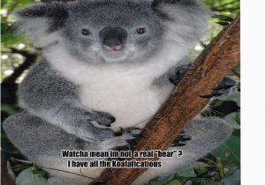 Koala Birthday Meme Koala Bear by Shadowfax771 Meme Center