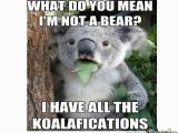 Koala Birthday Meme Koala Bear Memes Image Memes at Relatably Com