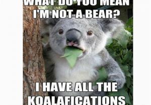 Koala Birthday Meme Koala Bear Memes Image Memes at Relatably Com