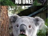 Koala Birthday Meme Koala Bear Memes Image Memes at Relatably Com