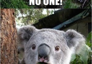 Koala Birthday Meme Koala Bear Memes Image Memes at Relatably Com