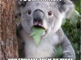 Koala Birthday Meme the 25 Best Koala Meme Ideas On Pinterest Cute Baby