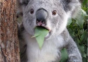 Koala Birthday Meme the 25 Best Koala Meme Ideas On Pinterest Cute Baby
