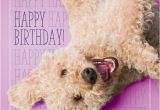 Labradoodle Birthday Card Birthday Labradoodle Google Zoeken More Kaarten