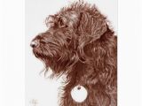 Labradoodle Birthday Card Chocolate Labradoodle Greeting Card Zazzle