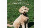 Labradoodle Birthday Card Happy Birthday Mini Goldendoodle Greeting Card Zazzle