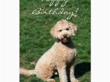 Labradoodle Birthday Card Happy Birthday Mini Goldendoodle Greeting Card Zazzle