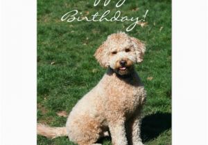 Labradoodle Birthday Card Happy Birthday Mini Goldendoodle Greeting Card Zazzle