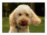 Labradoodle Birthday Card Labradoodle Greeting Card Zazzle