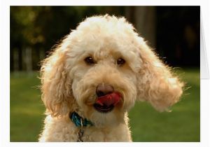 Labradoodle Birthday Card Labradoodle Greeting Card Zazzle