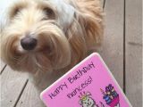 Labradoodle Birthday Card Peanut butter Banana Pupcakes Cupcakes for Dogs We are