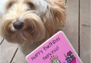 Labradoodle Birthday Card Peanut butter Banana Pupcakes Cupcakes for Dogs We are