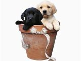Labrador Birthday Cards Black and Yellow Labrador Puppy Dogs Birthday Card Potted