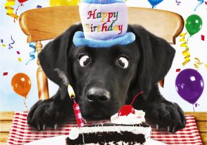 Labrador Birthday Cards Black Labrador Birthday Card for Me Funny Dog Birthday