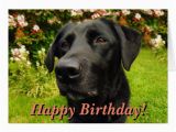 Labrador Birthday Cards Black Labrador Birthday Card Zazzle