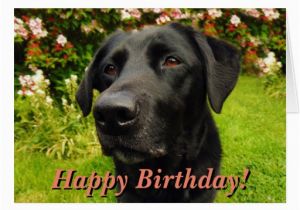 Labrador Birthday Cards Black Labrador Birthday Card Zazzle