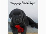 Labrador Birthday Cards Happy Birthday Labrador Retriever Greeting Card Zazzle Com