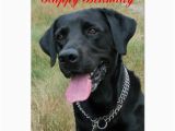 Labrador Birthday Cards Labrador Retriever Dog Happy Birthday Card Zazzle Com