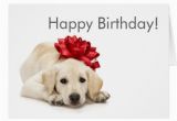 Labrador Birthday Cards Labrador Retriever Happy Birthday Card Zazzle