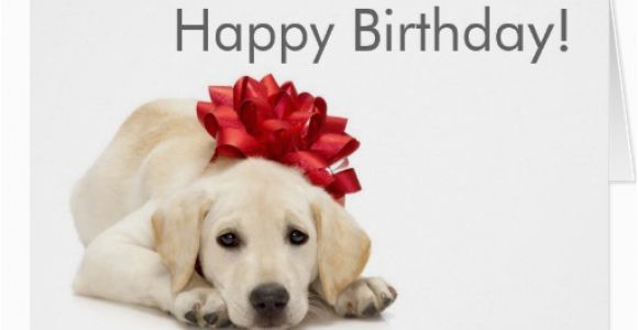 Labrador Birthday Cards Labrador Retriever Happy Birthday Card Zazzle