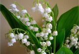 Lily Of the Valley Birthday Flowers Birth Flower for May Flower Press