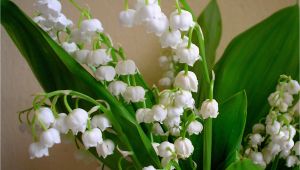 Lily Of the Valley Birthday Flowers Birth Flower for May Flower Press