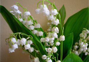 Lily Of the Valley Birthday Flowers Birth Flower for May Flower Press