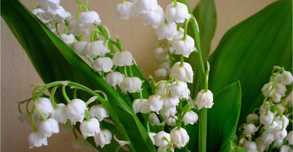 Lily Of the Valley Birthday Flowers Birth Flower for May Flower Press