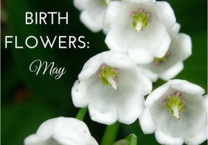 Lily Of the Valley Birthday Flowers Birth Flowers May Lily Of the Valley Hawthorn