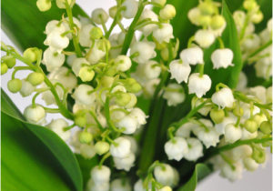 Lily Of the Valley Birthday Flowers Birthday Flowers A Buyer 39 S Guide to the Best Types Of