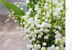 Lily Of the Valley Birthday Flowers Bouquet Of Lily Of the Valley Flowers In Green Dotted Can