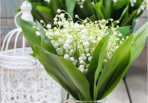 Lily Of the Valley Birthday Flowers Bouquet Of Lily Of the Valley Flowers Stock Image Image