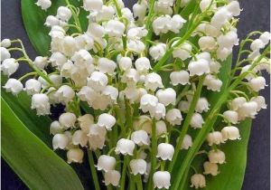 Lily Of the Valley Birthday Flowers Flower Homes Lily Of the Valley Flowers