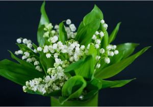 Lily Of the Valley Birthday Flowers Happy May Day Garden Party Flowers