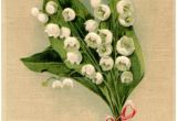 Lily Of the Valley Birthday Flowers Lily Of the Valley Birthday Card the Graphics Fairy