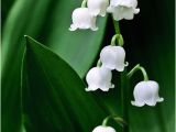Lily Of the Valley Birthday Flowers Lily Of the Valley In May Birth Flower Of the Month