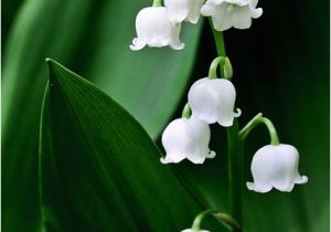 Lily Of the Valley Birthday Flowers Lily Of the Valley In May Birth Flower Of the Month