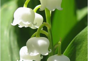 Lily Of the Valley Birthday Flowers Unique Wedding Ideas Your Perfect Day 39 S Wedding Chat