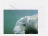 Manatee Birthday Card Citrus County Stationery Cards Invitations Greeting