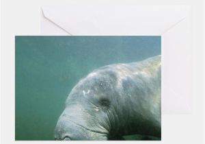 Manatee Birthday Card Citrus County Stationery Cards Invitations Greeting