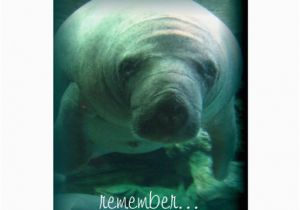 Manatee Birthday Card Manatee Birthday Wishes Happy Birthday Card Zazzle