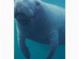 Manatee Birthday Card Manatee Greeting Card Zazzle